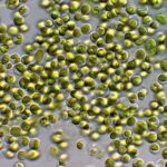 Chlorella