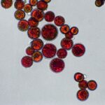 Haematococcus