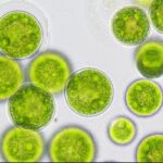 Nannochloropsis