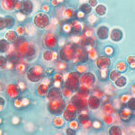 Porphyridium