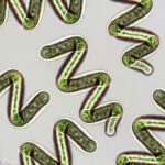 Spirulina