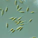 phaeodactylum